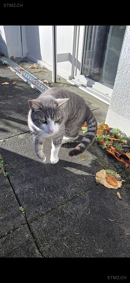 VERMISST: Katze in 8810 Horgen (stmz.ch)