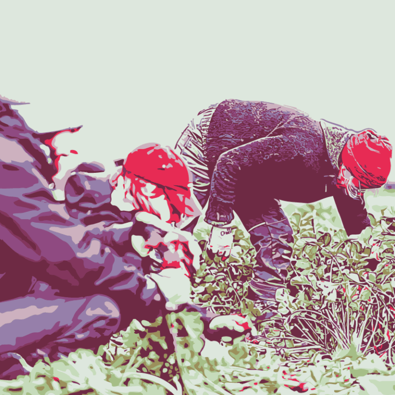 Das Radiesli stimmt mich zuversichtlich