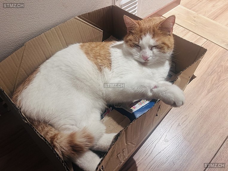 VERMISST: Katze in 8833 Samstagern (stmz.ch)