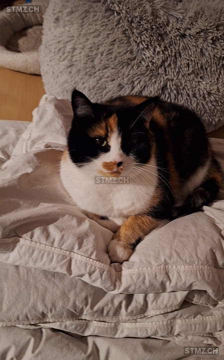 VERMISST: Katze in 8805 Richterswil (stmz.ch)