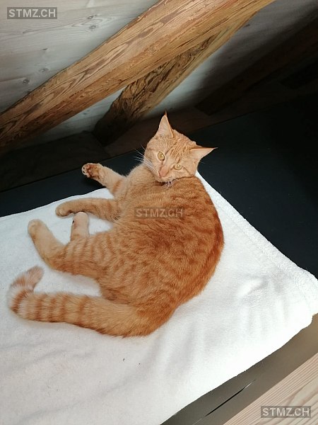 VERMISST: Katze in 8810 Horgen (stmz.ch)