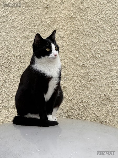 VERMISST: Katze in 8803 Rüschlikon (stmz.ch)