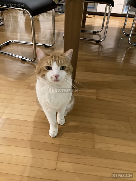 VERMISST: Katze in 8800 Thalwil (stmz.ch)