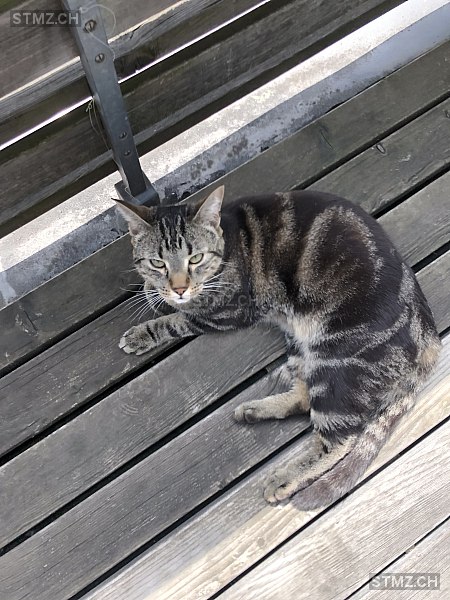 VERMISST: Katze in 8800 Thalwil (stmz.ch)