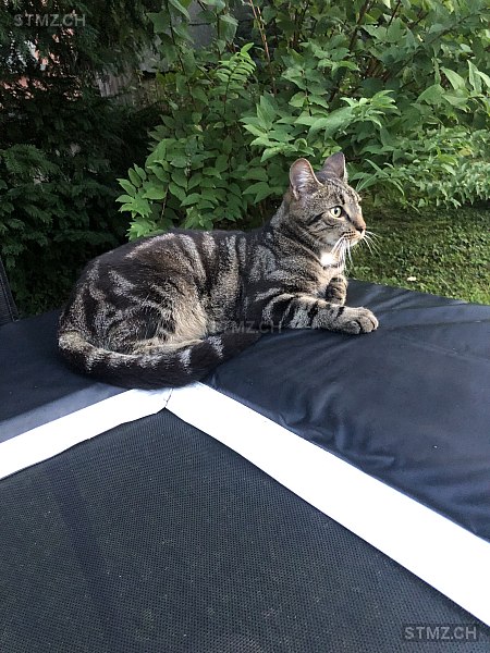 VERMISST: Katze in 8800 Thalwil (stmz.ch)