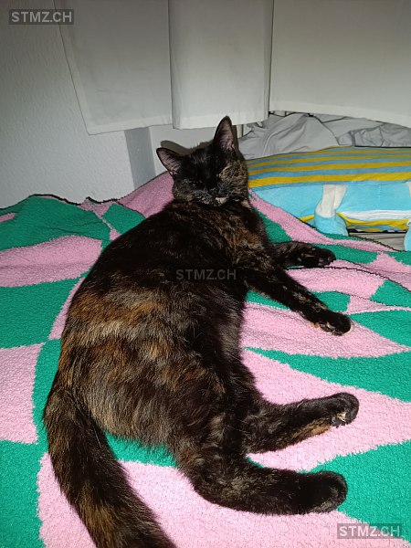 VERMISST: Katze in 8134 Adliswil (stmz.ch)