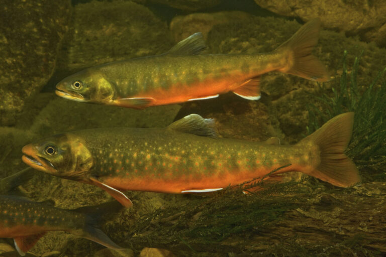 Gefährdete Fischart im Zürichsee: Wie ein Forschungsprojekt den  …