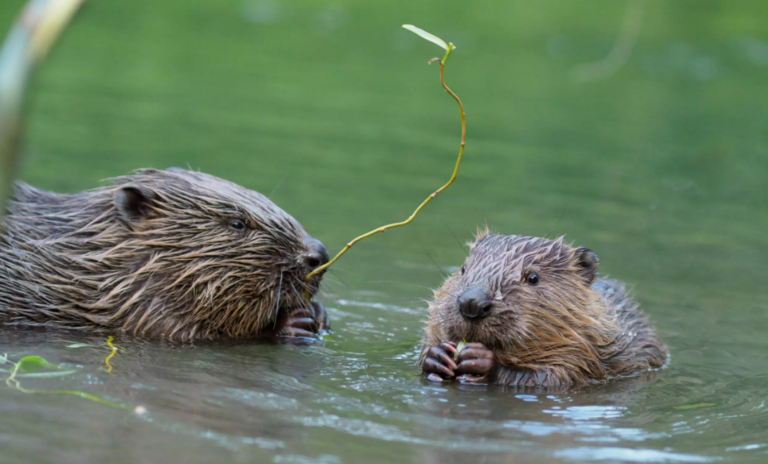 Anlässe am Zürichsee: Biber, Börsen und Barock