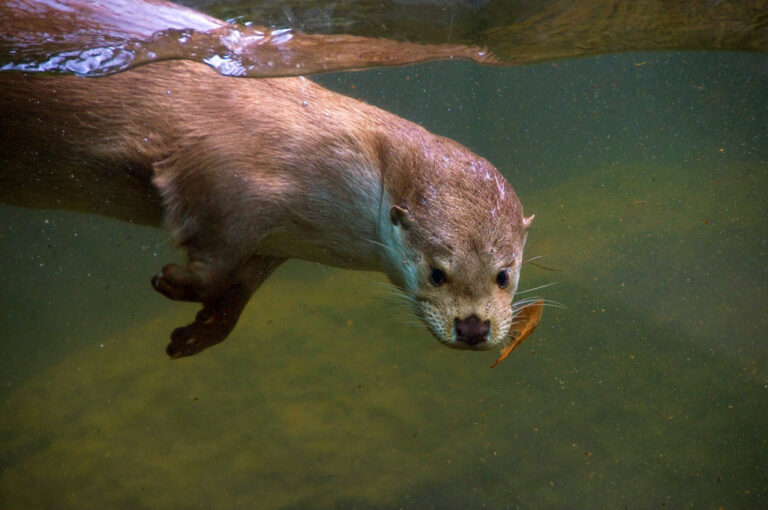 Getötetes Tier in Horgen: Der Fischotter kehrt an den Zürichsee  …