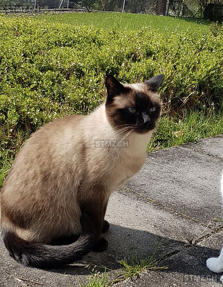 VERMISST: Katze in 8820 Wädenswil (stmz.ch)