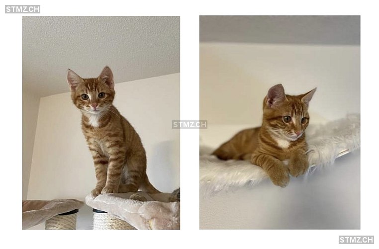 VERMISST: Katze in 8816 Hirzel (stmz.ch)