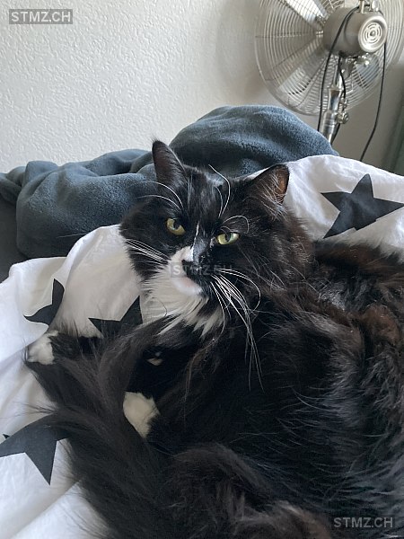 VERMISST: Katze in 8810 Horgen (stmz.ch)