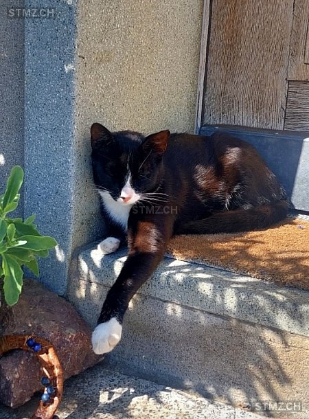 VERMISST: Katze in 8820 Wädenswil (stmz.ch)