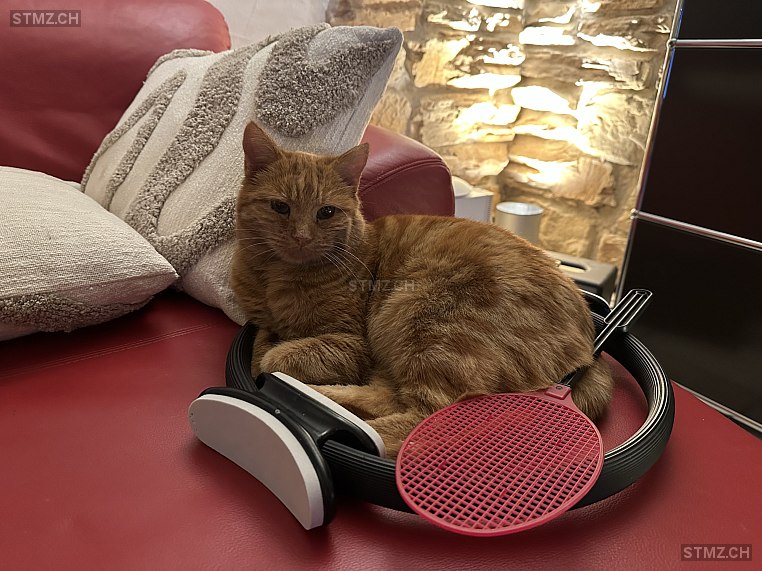 VERMISST: Katze in 8824 Schönenberg ZH (stmz.ch)