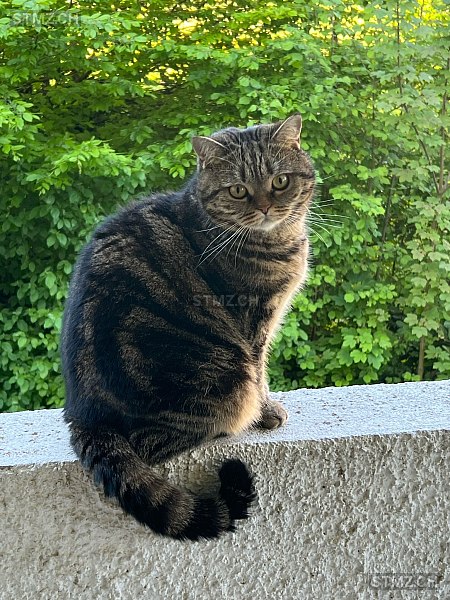 VERMISST: Katze in 8134 Adliswil (stmz.ch)