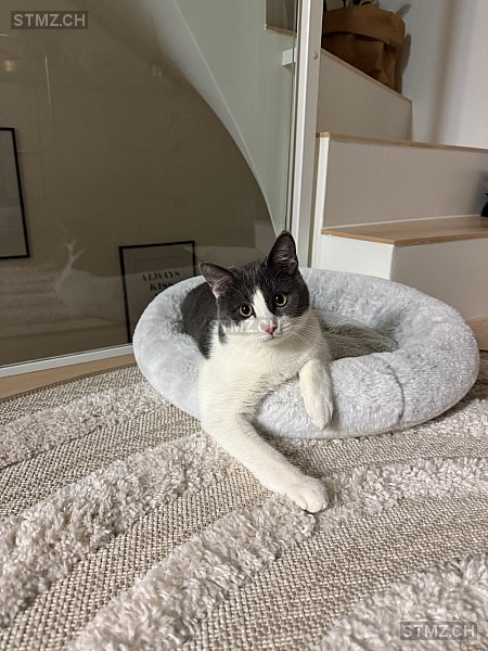 VERMISST: Katze in 8810 Horgen (stmz.ch)