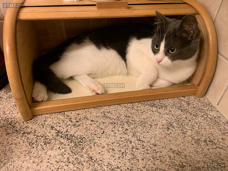 VERMISST: Katze in 8820 Wädenswil (stmz.ch)