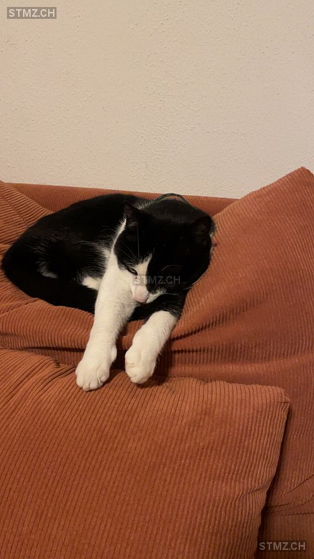 VERMISST: Katze in 8135 Langnau am Albis (stmz.ch)