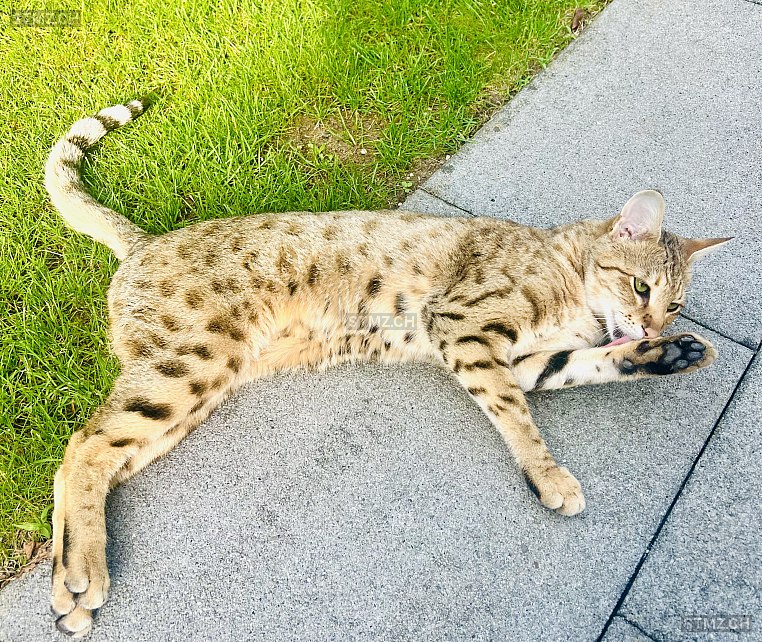 VERMISST: Katze in 8810 Horgen (stmz.ch)