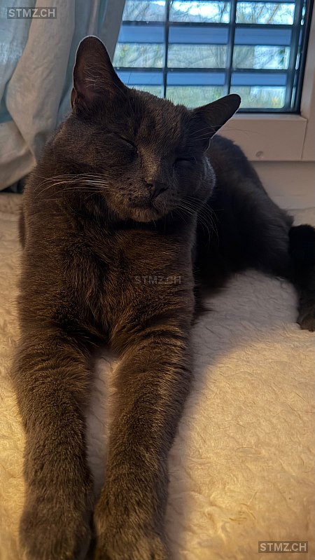 VERMISST: Katze in 8134 Adliswil (stmz.ch)