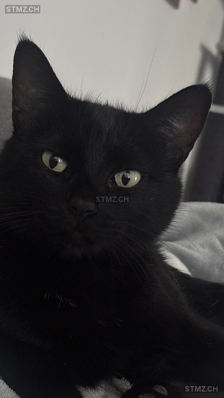 VERMISST: Katze in 8134 Adliswil (stmz.ch)