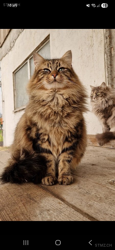 VERMISST: Katze in 8824 Schönenberg ZH (stmz.ch)