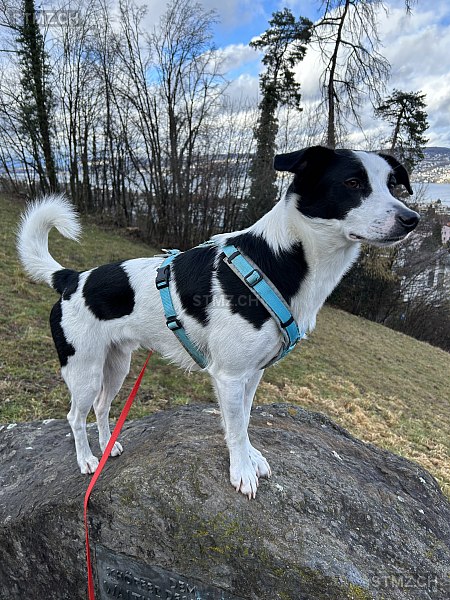 VERMISST: Hund in 8815 Horgenberg (stmz.ch)