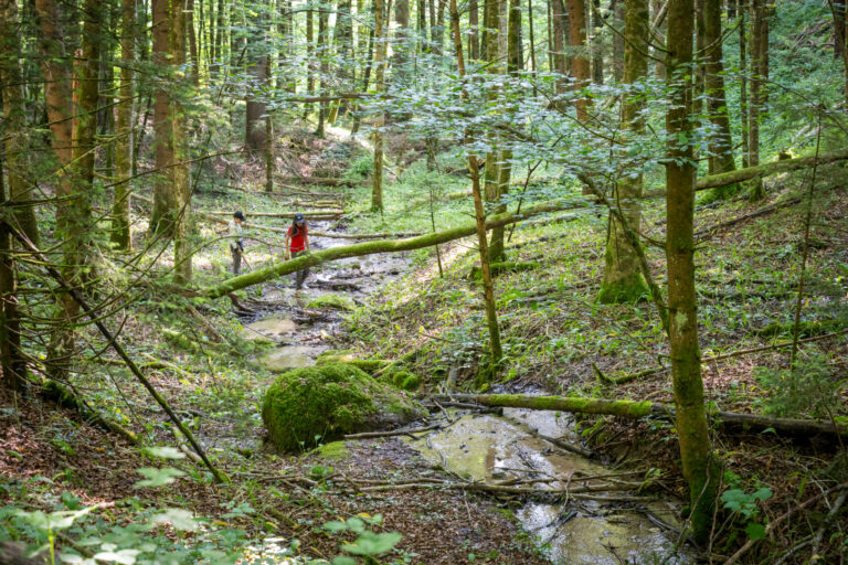 Zwischen Horgen und Sihlbrugg: Der Sihlwaldbus nimmt seinen Betrie …