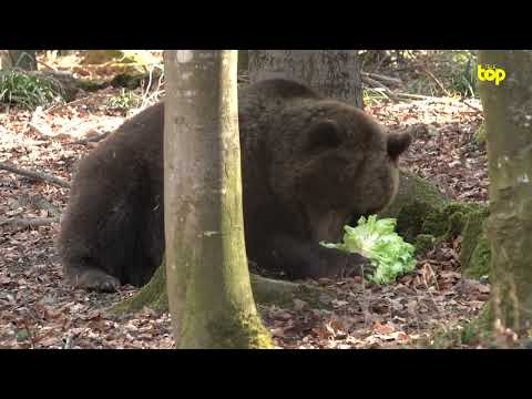 TELE TOP Reportage: Die Bären sind wach!