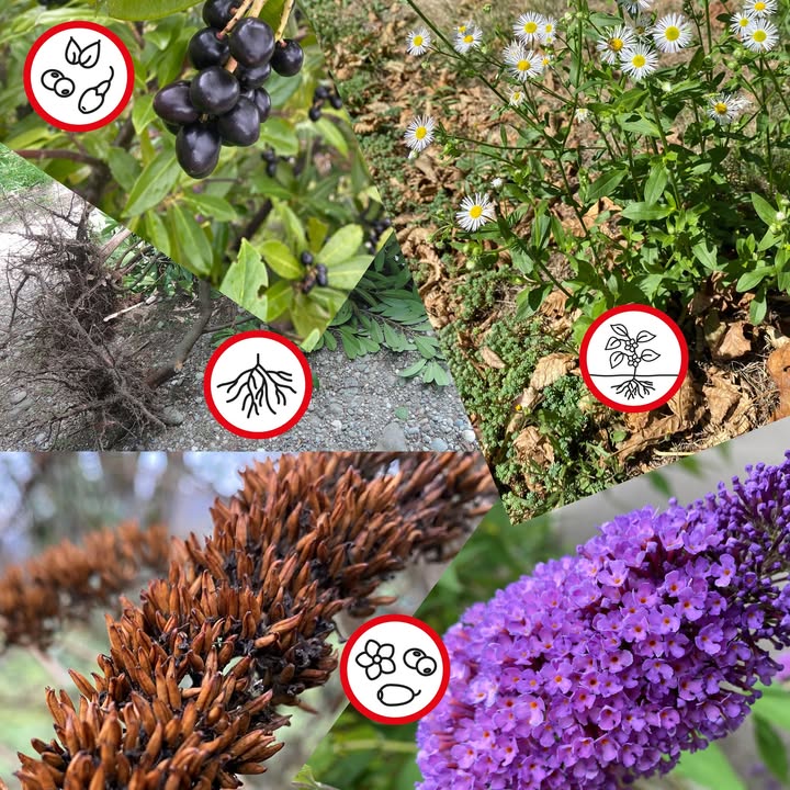 🌱 Neophyten? Ab in den Sack! 🌱 
Der Frühling bringt nicht …