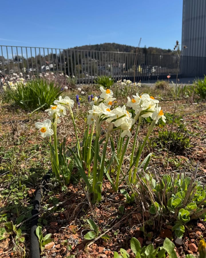 670509562_1267458482227917_8531316403035