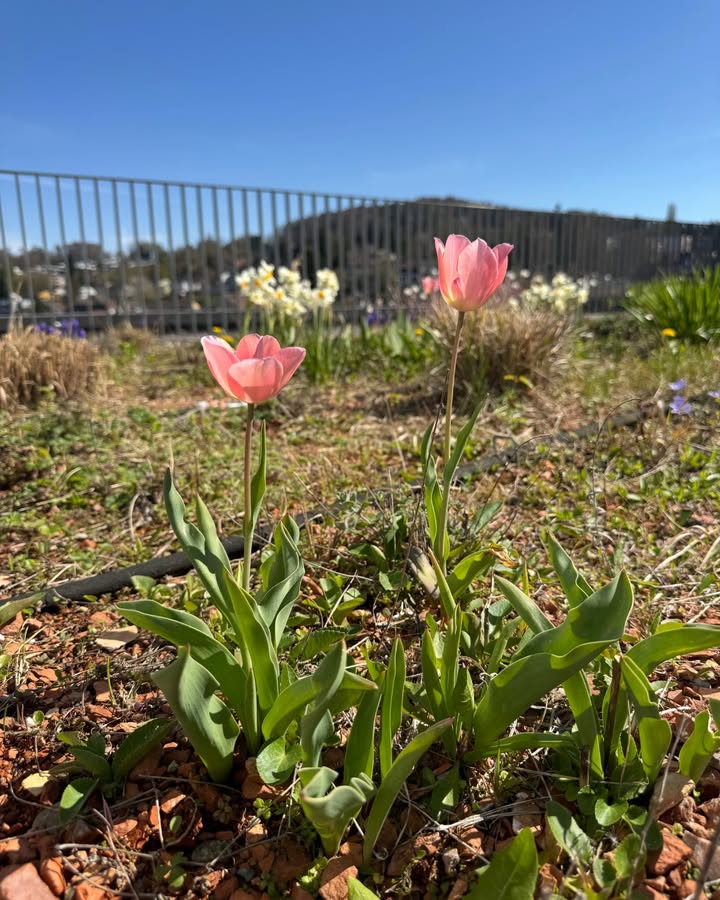 671649514_1267458392227926_3405895540131