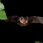 🦇 Lebendige Nacht: Entdecke Fledermäuse im Zimmerberg 
Wusst …