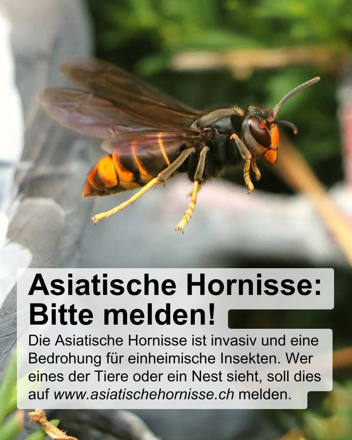 In Adliswil wurde kürzlich ein Fund der Asiatischen Hornisse geme …
