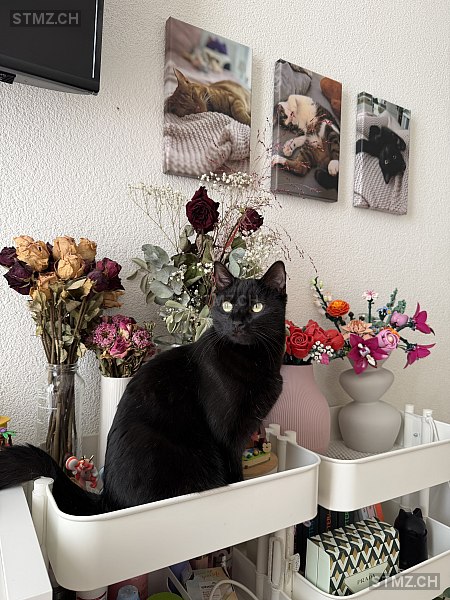 VERMISST: Katze in 8134 Adliswil (stmz.ch)