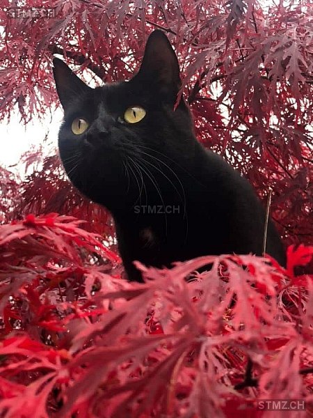 VERMISST: Katze in 8800 Thalwil (stmz.ch)