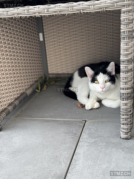 VERMISST: Katze in 8134 Adliswil (stmz.ch)