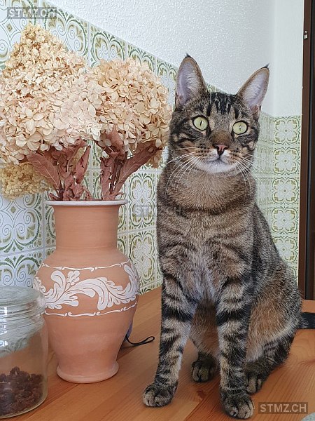 VERMISST: Katze in 8942 Oberrieden (stmz.ch)