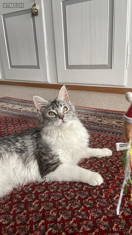 VERMISST: Katze in 8810 Horgen (stmz.ch)