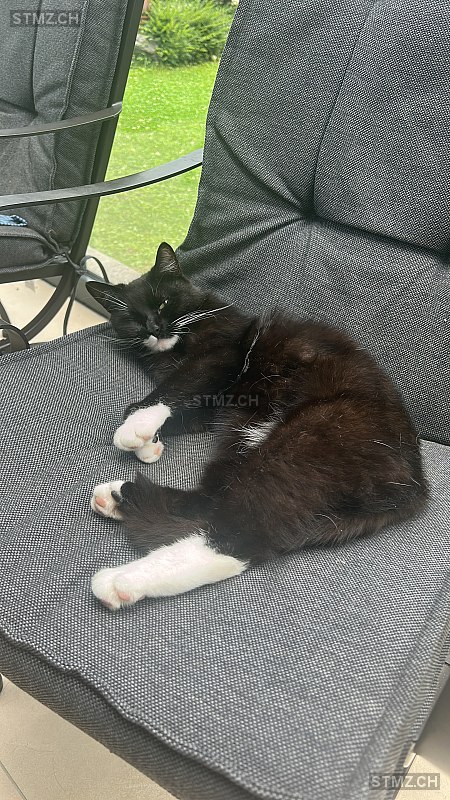VERMISST: Katze in 8803 Rüschlikon (stmz.ch)