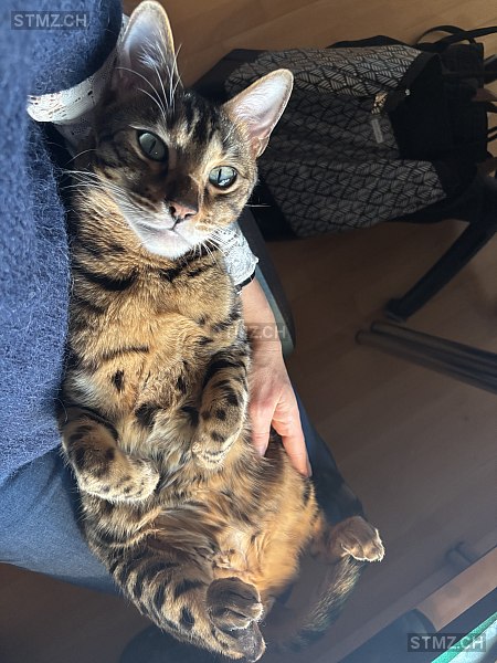 VERMISST: Katze in 8810 Horgen (stmz.ch)
