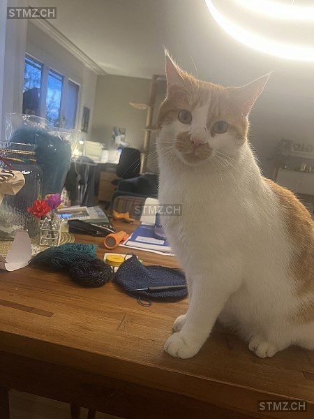 VERMISST: Katze in 8805 Richterswil (stmz.ch)