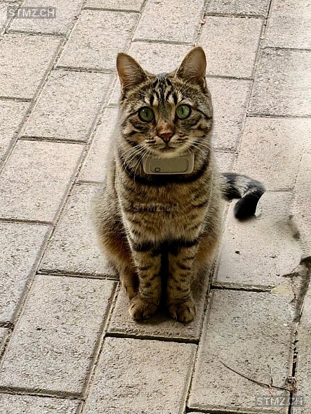 VERMISST: Katze in 8802 Kilchberg ZH (stmz.ch)