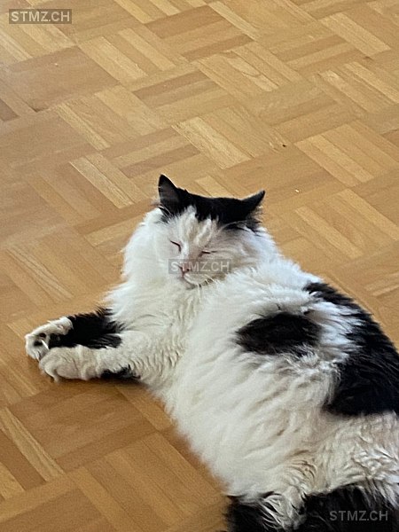VERMISST: Katze in 8802 Kilchberg ZH (stmz.ch)