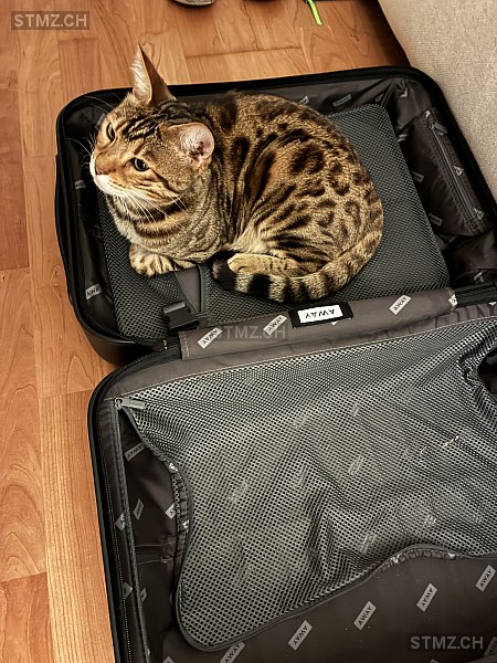 VERMISST: Katze in 8803 Rüschlikon (stmz.ch)