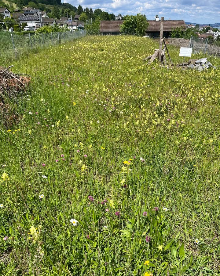🌼 Ein Blütenmeer am Hangweg 🌼
Letztes Jahr wurde auf dem …