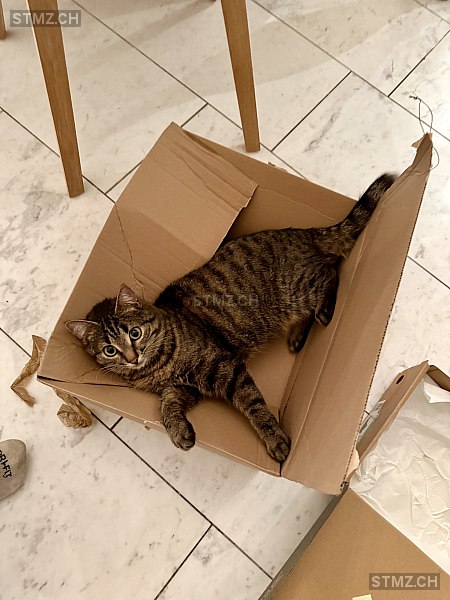 VERMISST: Katze in 8134 Adliswil (stmz.ch)
