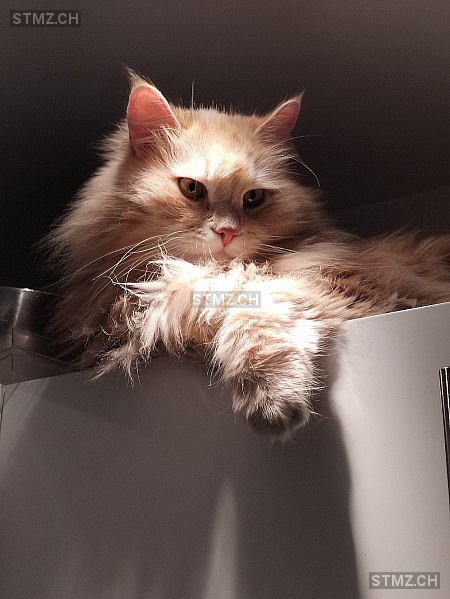 VERMISST: Katze in 8134 Adliswil (stmz.ch)