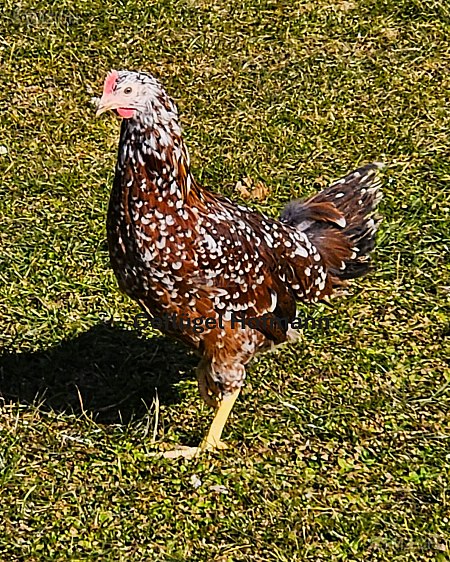 VERMISST: Vogel in 8804 Au ZH (stmz.ch)
