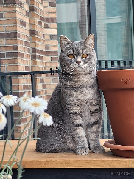 VERMISST: Katze in 8800 Thalwil (stmz.ch)